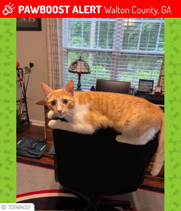 Lost Male Cat last seen Johnson Spur and Johnson Road Loganville GA, Walton County, GA 30052