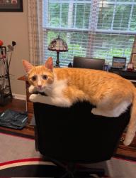 Lost Male Cat last seen Johnson Spur and Johnson Road Loganville GA, Walton County, GA 30052