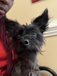 Lost Male Dog last seen Airline Road, McDonough, GA 30252