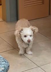 Lost Male Dog last seen Sunrise Territory ests, Tucson, AZ 85750