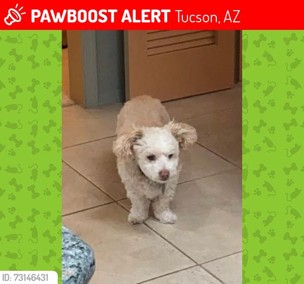 Lost Male Dog last seen Sunrise Territory ests, Tucson, AZ 85750