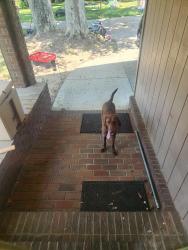 Found/Stray Male Dog last seen Champion road, Bibb County, GA 31216