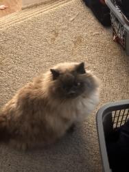 Reunited Male Cat last seen Pauline Boutal Crescent, Island Lakes, Winnipeg, Winnipeg, MB R3X 2C6