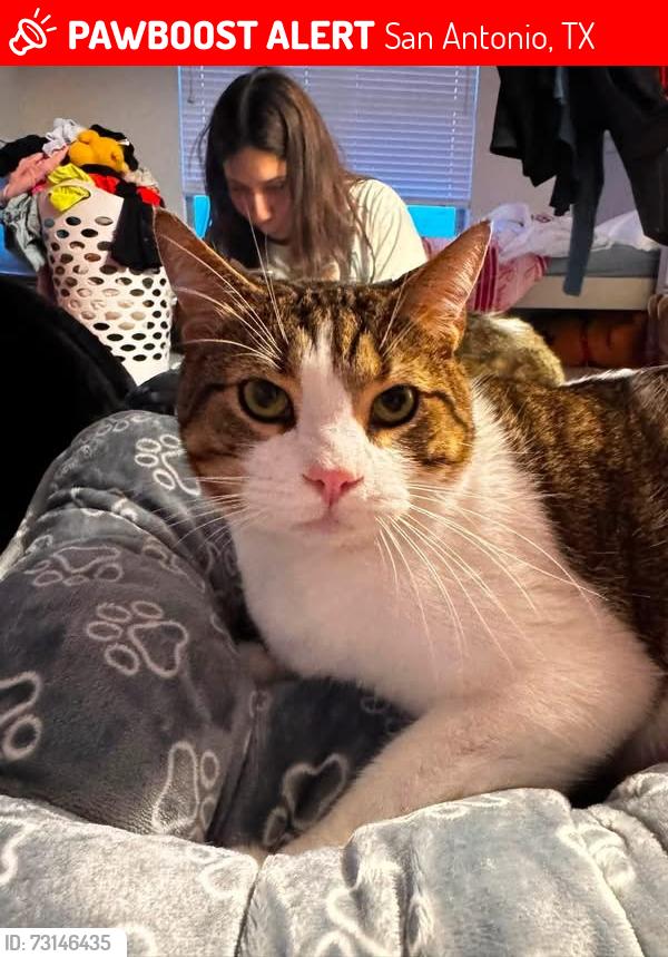 Lost Male Cat last seen Pale horse, San Antonio, TX 78254