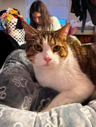 Lost Male Cat last seen Pale horse, San Antonio, TX 78254