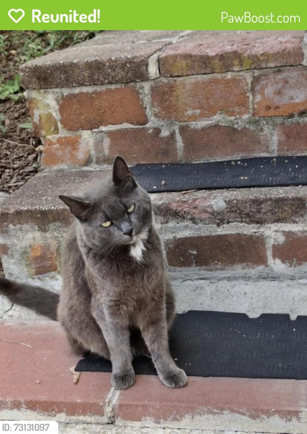 Reunited Female Cat last seen Park ave, Revere, MA 02151