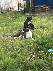 Lost Female Dog last seen Doris avenue, Pasadena, TX 77502