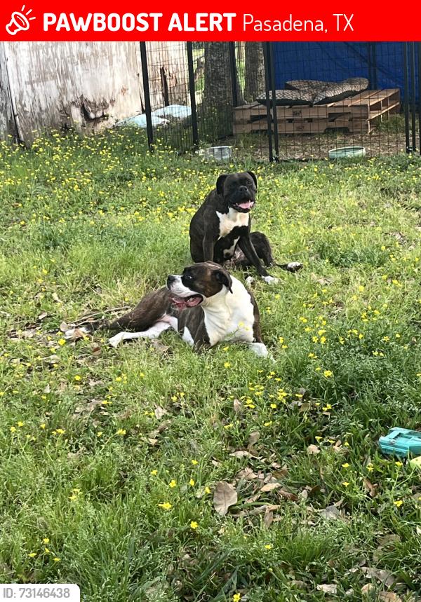Lost Female Dog last seen Doris avenue, Pasadena, TX 77502