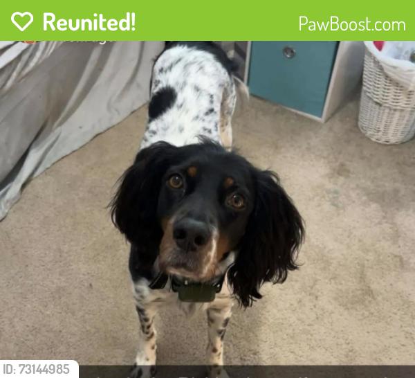 Reunited Female Dog last seen Harding Highway and holly ave, Buena Vista Township, NJ 08350