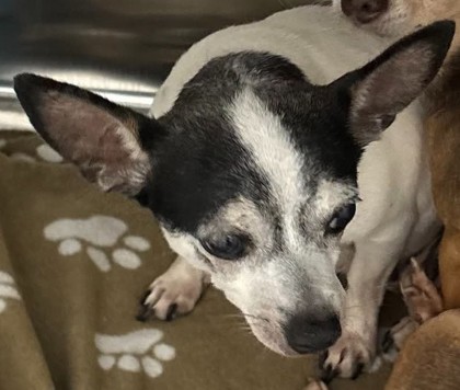 Shelter Stray Female Dog last seen , Fairhope Animal Control Jurisdiction, AL, 559 S Section St, Fairhope, AL 36532, USA