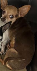 Shelter Stray Female Dog last seen , Fairhope Animal Control Jurisdiction, AL, 559 S Section St, Fairhope, AL 36532, USA