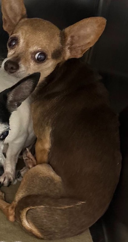 Shelter Stray Female Dog last seen , Fairhope Animal Control Jurisdiction, AL, 559 S Section St, Fairhope, AL 36532, USA