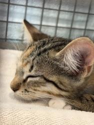 Shelter Stray Female Cat last seen Near Chandler Dr, 70808, LA, 2550 Gourrier Ave, Baton Rouge, LA 70820, USA