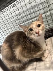 Shelter Stray Female Cat last seen Near Chandler Dr, 70808, LA, 2550 Gourrier Ave, Baton Rouge, LA 70820, USA