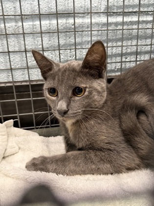Shelter Stray Female Cat last seen Near Chandler Dr, 70808, LA, 2550 Gourrier Ave, Baton Rouge, LA 70820, USA