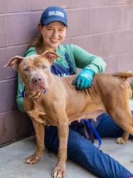 Shelter Stray Female Dog last seen Near Tiburon Drive Lithonia, 30038, 30038, GA, 3280 Chamblee Dunwoody Rd, Chamblee, GA 30341, USA