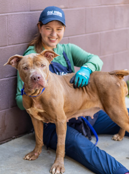 Shelter Stray Female Dog last seen Near Tiburon Drive Lithonia, 30038, 30038, GA, 3280 Chamblee Dunwoody Rd, Chamblee, GA 30341, USA