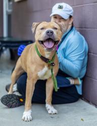 Shelter Stray Female Dog last seen Near Charter Manor, 30058, GA, 3280 Chamblee Dunwoody Rd, Chamblee, GA 30341, USA