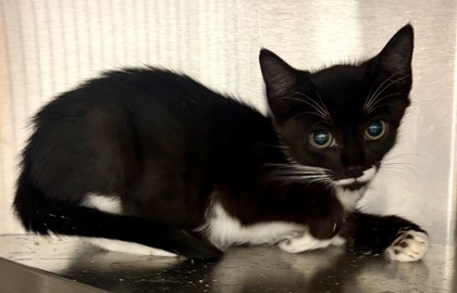 Shelter Stray Male Cat last seen Near Rosser Terrace Tucker, GA 30084, 30084, GA, 3280 Chamblee Dunwoody Rd, Chamblee, GA 30341, USA