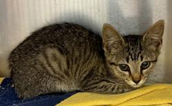 Shelter Stray Female Cat last seen Near Rosser Terrace Tucker, GA 30084, 30084, GA, 3280 Chamblee Dunwoody Rd, Chamblee, GA 30341, USA
