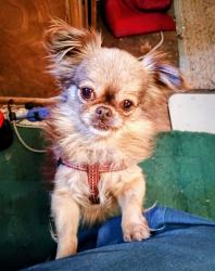 Reunited Female Dog last seen Lawzyday farm on Cheatham Ford Road, Hiddenite, NC 28636