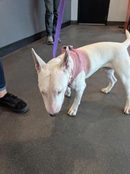 Found/Stray Female Dog last seen Academy RD NE and Layton Ave NE, Albuquerque, NM 87111