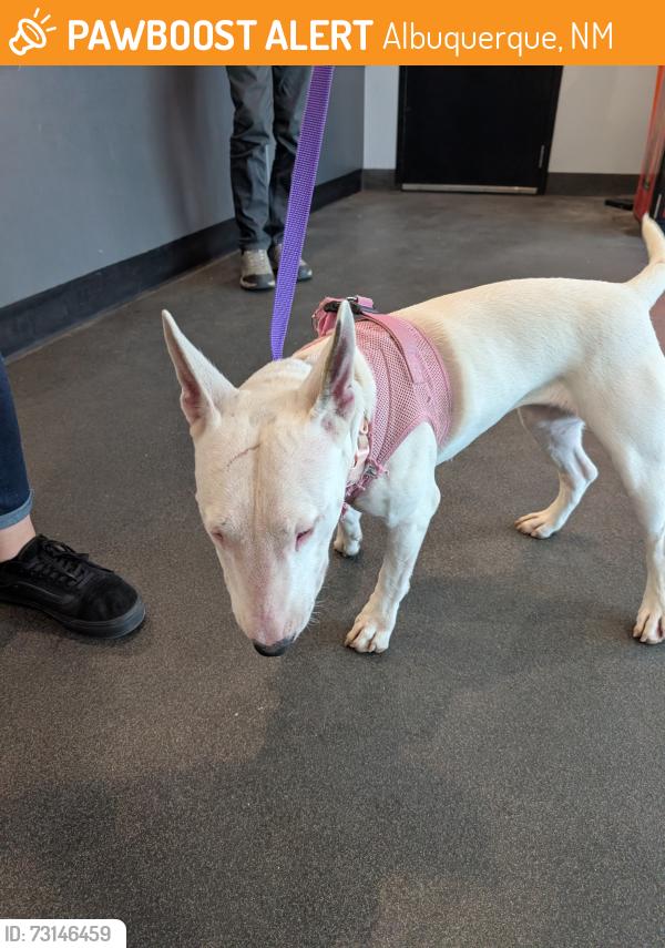 Found/Stray Female Dog last seen Academy RD NE and Layton Ave NE, Albuquerque, NM 87111