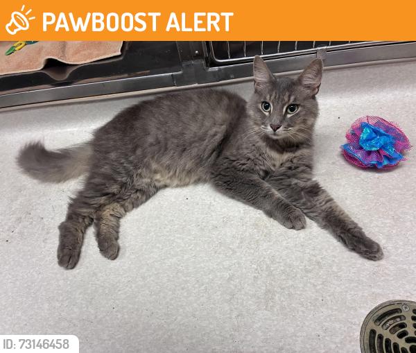 Found/Stray Female Cat last seen Concord Bridge Pl & White Plains Ct, New Castle County, DE 19702