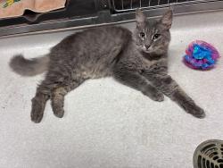 Found/Stray Female Cat last seen Concord Bridge Pl & White Plains Ct, New Castle County, DE 19702