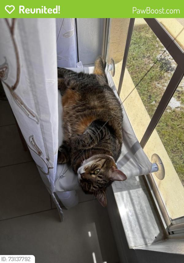Reunited Female Cat last seen Near Lepera Ct, Orlando, FL 32824, USA, Orlando, FL 32824