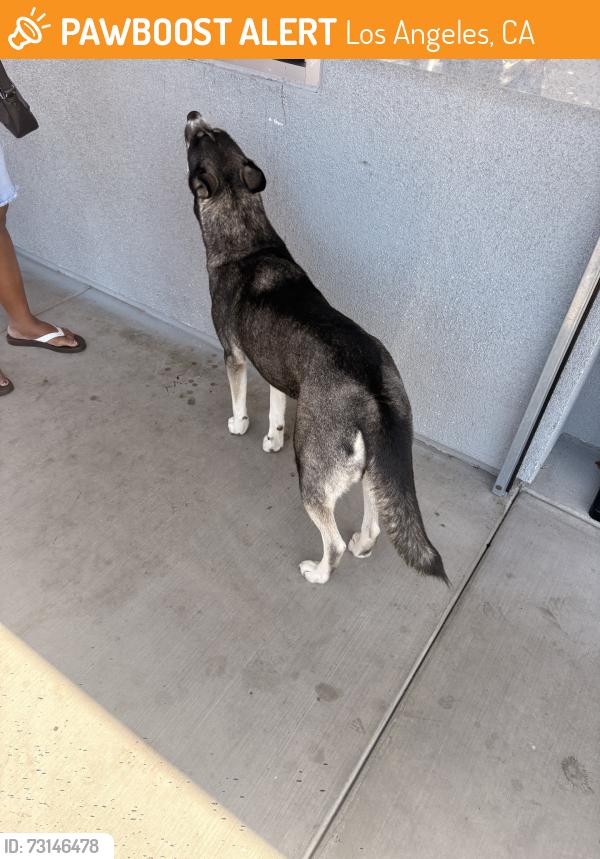 Found/Stray Female Dog last seen Dunkin on fig and manchester, Los Angeles, CA 90007