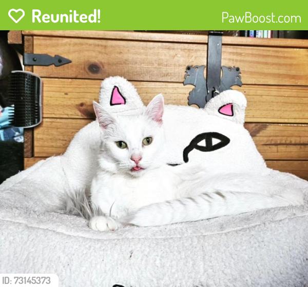 Reunited Male Cat last seen Ran over the road into gardens, Eccles, England M30 8WP
