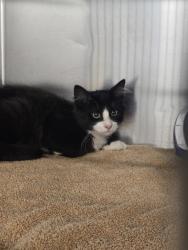 Shelter Stray Male Cat last seen Baltimore Annapolis Boulevard, GLEN BURNIE, MD, 21060, 411 Maxwell Frye Rd, Millersville, MD 21108, USA