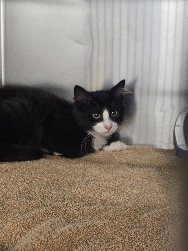 Shelter Stray Male Cat last seen Baltimore Annapolis Boulevard, GLEN BURNIE, MD, 21060, 411 Maxwell Frye Rd, Millersville, MD 21108, USA
