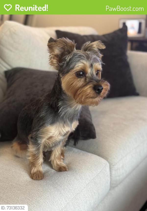 Reunited Female Dog last seen Vineyard Ave and D St, Ontario, CA 91764