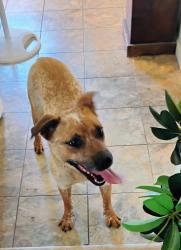 Found/Stray Female Dog last seen Wetzel road, German Township, OH 45327