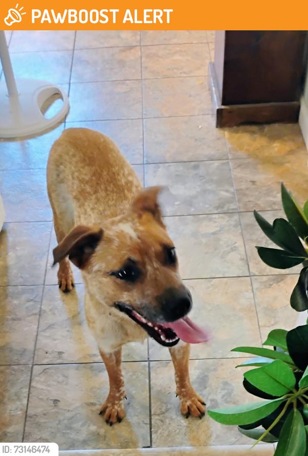 Found/Stray Female Dog last seen Wetzel road, German Township, OH 45327