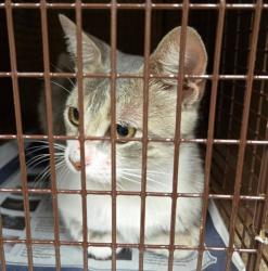 Shelter Stray Male Cat last seen Near Lott Avenue, AUSTIN, TX, 78721, 7201 Levander Loop bldg a, Austin, TX 78702, USA