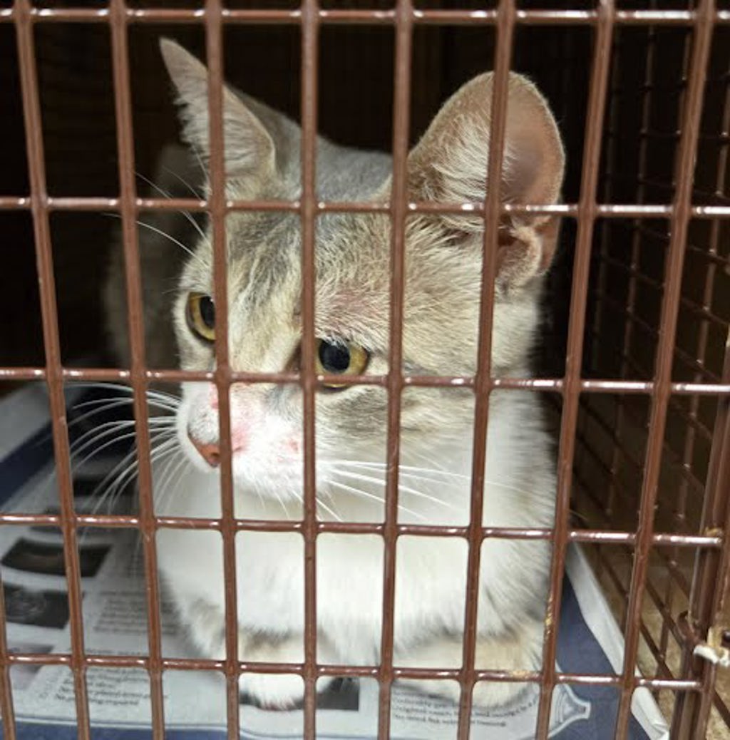 Shelter Stray Male Cat last seen Near Lott Avenue, AUSTIN, TX, 78721, 7201 Levander Loop bldg a, Austin, TX 78702, USA
