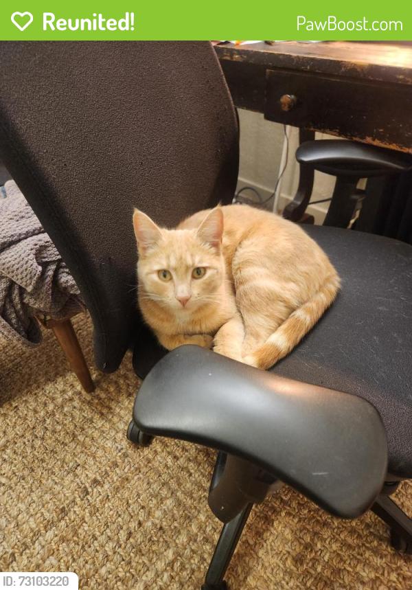 Reunited Male Cat last seen University and Sigma Chi NE, Albuquerque, NM 87102
