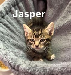 Shelter Stray Male Cat last seen SE Stark and S Troutdale Rd, TROUTDALE, OR, 97060, 1700 W Historic Columbia River Hwy, Troutdale, OR 97060, USA