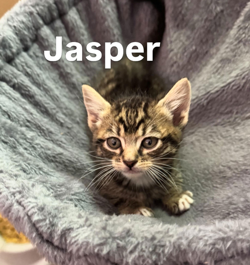 Shelter Stray Male Cat last seen SE Stark and S Troutdale Rd, TROUTDALE, OR, 97060, 1700 W Historic Columbia River Hwy, Troutdale, OR 97060, USA