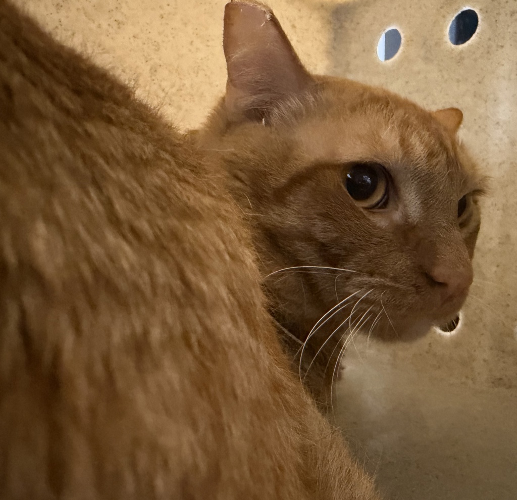 Shelter Stray Male Cat last seen Community Road, Poway, CA, 92064, Escondido, CA 92027, USA