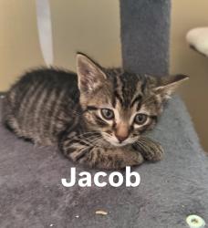 Shelter Stray Male Cat last seen SE Stark and S Troutdale Rd, TROUTDALE, OR, 97060, 1700 W Historic Columbia River Hwy, Troutdale, OR 97060, USA