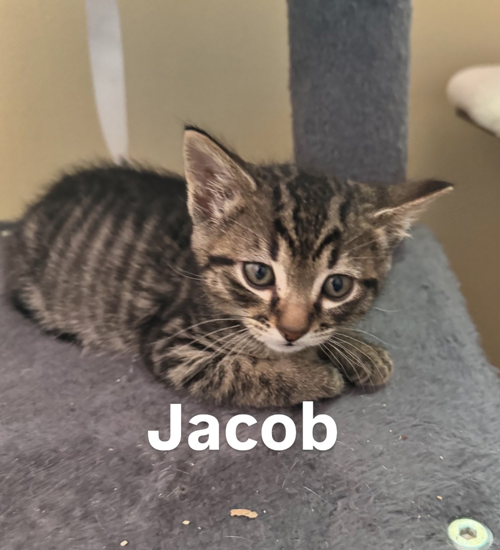 Shelter Stray Male Cat last seen SE Stark and S Troutdale Rd, TROUTDALE, OR, 97060, 1700 W Historic Columbia River Hwy, Troutdale, OR 97060, USA