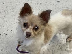 Shelter Stray Male Dog last seen Near S Post Street, SALT LAKE CITY, UT, 84104, 511 W 3900 S, Salt Lake City, UT 84123, USA