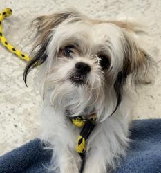Shelter Stray Male Dog last seen Near W Walnut Drive, SALT LAKE CITY, UT, 84105, 511 W 3900 S, Salt Lake City, UT 84123, USA
