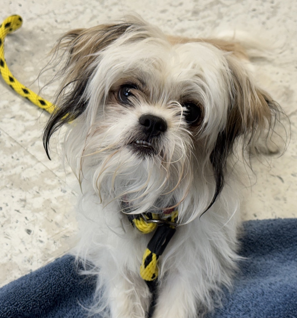 Shelter Stray Male Dog last seen Near W Walnut Drive, SALT LAKE CITY, UT, 84105, 511 W 3900 S, Salt Lake City, UT 84123, USA