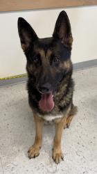 Shelter Stray Male Dog last seen Near S Cardiff Fork Road, Brighton, UT, 84121, 511 W 3900 S, Salt Lake City, UT 84123, USA