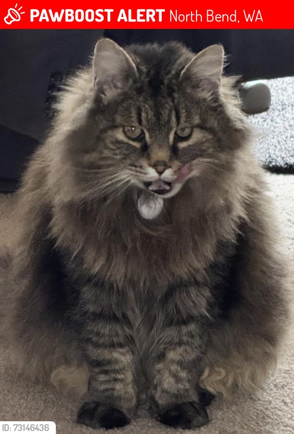 Lost Male Cat last seen North Bend, WA, Zip 98045 nearest intersection is Winery Road, North Bend, WA 98045